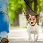 توضیح قوه قضائیه درباره ممنوعیت سگ گردانی