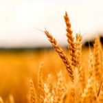 خبر جدید درباره پرداخت مطالبات گندمکاران/ این خبر را گندمکاران بخوانند