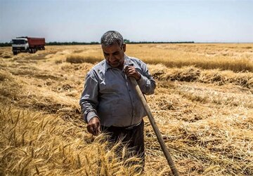 خبر مهم رییس سازمان برنامه برای گندمکاران/ زمان دقیق پرداخت مطالبات گندمکاران اعلام شد