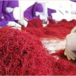 ریزش چشمگیر قیمت زعفران/ هر کیلو زعفران چقدر شد؟
