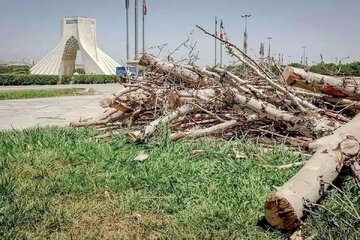 قطع درخت در تهران، ممنوع!/ ماجرای قطع درختان میدان آزادی چه بود؟
