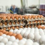 قیمت جدید تخم‌مرغ اعلام شد/ جزییات