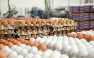 قیمت جدید تخم‌مرغ اعلام شد/ جزییات