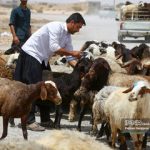 قیمت جدید دام زنده اعلام شد/ جزییات