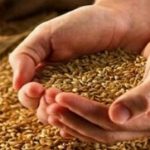 گندمکاران بخوانند/ خبر جدید درباره پرداخت مطالبات گندمکاران