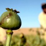 ۳ کیلو تریاک در کیسه برنج کشف شد/ توزیع کننده مواد یک زن بود