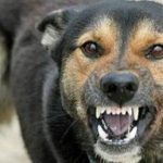 آمار جدید حیوان گزیدگی در کشور اعلام شد؛ چند نفر به‌دلیل هاری جان باختند؟