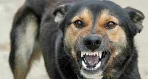 آمار جدید حیوان گزیدگی در کشور اعلام شد؛ چند نفر به‌دلیل هاری جان باختند؟