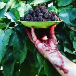 این میوه تابستانه خاصیت ضد سرطان دارد