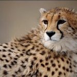این پلنگ «دماوند» نام گرفت/ عکس