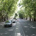 ببینید| گزارش غم‌انگیز استاد دانشگاه تهران از وضعیت چنارهای خیابان ولیعصر