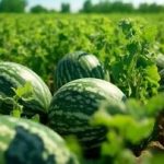 برای تولید2.6میلیون تن هندوانه چقدر آب هدر می رود؟