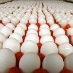 تخم مرغ باز هم گران شد؛ قیمت هر کیلو ۵۲ هزار تومان