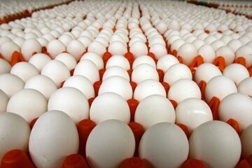 تخم مرغ باز هم گران شد؛ قیمت هر کیلو ۵۲ هزار تومان