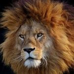 تلف شدن یک قلاده شیر در یک مجموعه گردشگری خبرساز شد