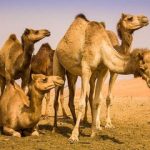 شیر شتر مفید است؟