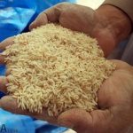 قیمت برنج به شدت تغییر کرد/ کنگری: کاسبان از این قیمت بالاتر برنج بفروشند، جریمه می‌شوند