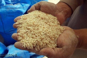 قیمت برنج به شدت تغییر کرد/ کنگری: کاسبان از این قیمت بالاتر برنج بفروشند، جریمه می‌شوند