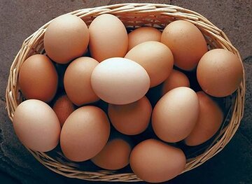 قیمت تخم‌مرغ به شدت کاهش یافت/ یک شانه تخم‌مرغ چند؟