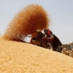 هشدار درباره تبعات تاخیر در اعلام قیمت خرید گندم