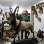 کشف محموله بزرگ حیوانات تاکسیدرمی و سلاح در تهران + عکس