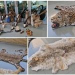 کشف ۲۱ تاکسیدرمی حیوانات وحشی در تهران