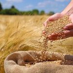 گندمکاران بخوانند/ یک اتفاق مهم درباره پرداخت مطالبات گندمکاران