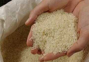 ۹۵ درصد از توزیع برنج توسط واسطه‌ها انجام می‌شود/ برنج ایرانی دیگر به زیر ۱۰۰ تومان نمی‌رسد