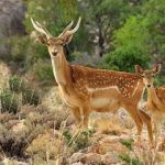 خبر جدید درباره گوزن زرد