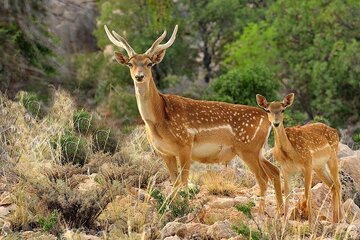 خبر جدید درباره گوزن زرد