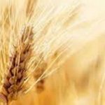 گندمکاران بخوانند/ خبر جدید درباره پرداخت مطالبات گندمکاران