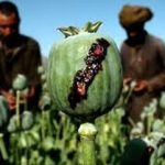 آزاد شدن کشت «خشخاش»/ دبیرکل ستاد مبارزه با موادمخدر واکنش نشان داد