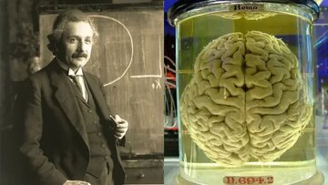 آیا می‌توان مغز اینشتین را خواند؟ / تکنیک جدید چین برای نقشه‌برداری RNA از نمونه‌های قدیمی