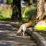 افزایش تعداد روباه‌ها در مرکز تهران/ چه باید کرد؟