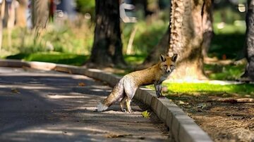 افزایش تعداد روباه‌ها در مرکز تهران/ چه باید کرد؟
