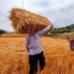 خبر جدید برای گندمکاران/ رقم پرداخت مطالبات گندمکاران اعلام شد
