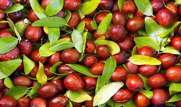 خواص شگفت‌انگیز این ماده غذایی؛ از کاهش کلسترول تا تقویت پوست