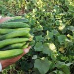 خیار و کاهو  چرا کالای لوکس شد؟/ افزایش دوبرابری قیمت هندوانه
