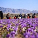 زعفران گران شد/ قیمت جدید زعفران را ببینید