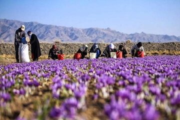 زعفران گران شد/ قیمت جدید زعفران را ببینید