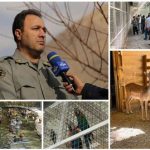 شناسایی یک مرکز غیرمجاز نگهداری پرندگان وحشی در رودهن