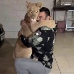 علی‌اکبری به تلف شدن شیرش در باغ وحش واکنش نشان داد/ «لیاقت نداشتید، باید پاسخگو باشید»