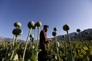 قوانین در باره کشت خشخاش در کشور چه می‌گویند؟/ واگذاری کشت خشخاش به بخش خصوصی، بزرگترین اشتباه مدیران