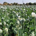 میزان مجوز واردات تریاک سالانه ۵۰تُن است/ اگر در هر هکتار ۲۵کیلو تریاک تولید شود، برای تریاک مورد نیاز وزارت بهداشت به ۸۰هزار هکتار زمین احتیاج است
