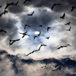 پرنده‌ها چطور در جریان مهاجرت، راهشان را گم نمی‌کنند؟