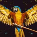 پرندگانی که زیباترین بال‌ها را دارند / عکس