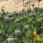 کشت قانونی خشخاش در ایران؛ خطری بالاتر از منفعت!