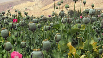 کشت قانونی خشخاش در ایران؛ خطری بالاتر از منفعت!