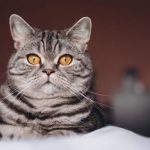 گربه‌ها در پشت آن چشمان درخشان چه می‌بینند؟ / عکس