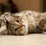 یک راه ساده برای ارتباط با گربه‌ها